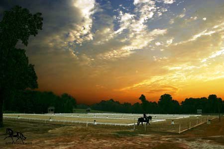 dressagesunset.jpg